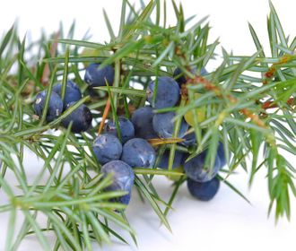 Можжевеловые «ягоды» (Juniperus communis) 10 мл - конкрет