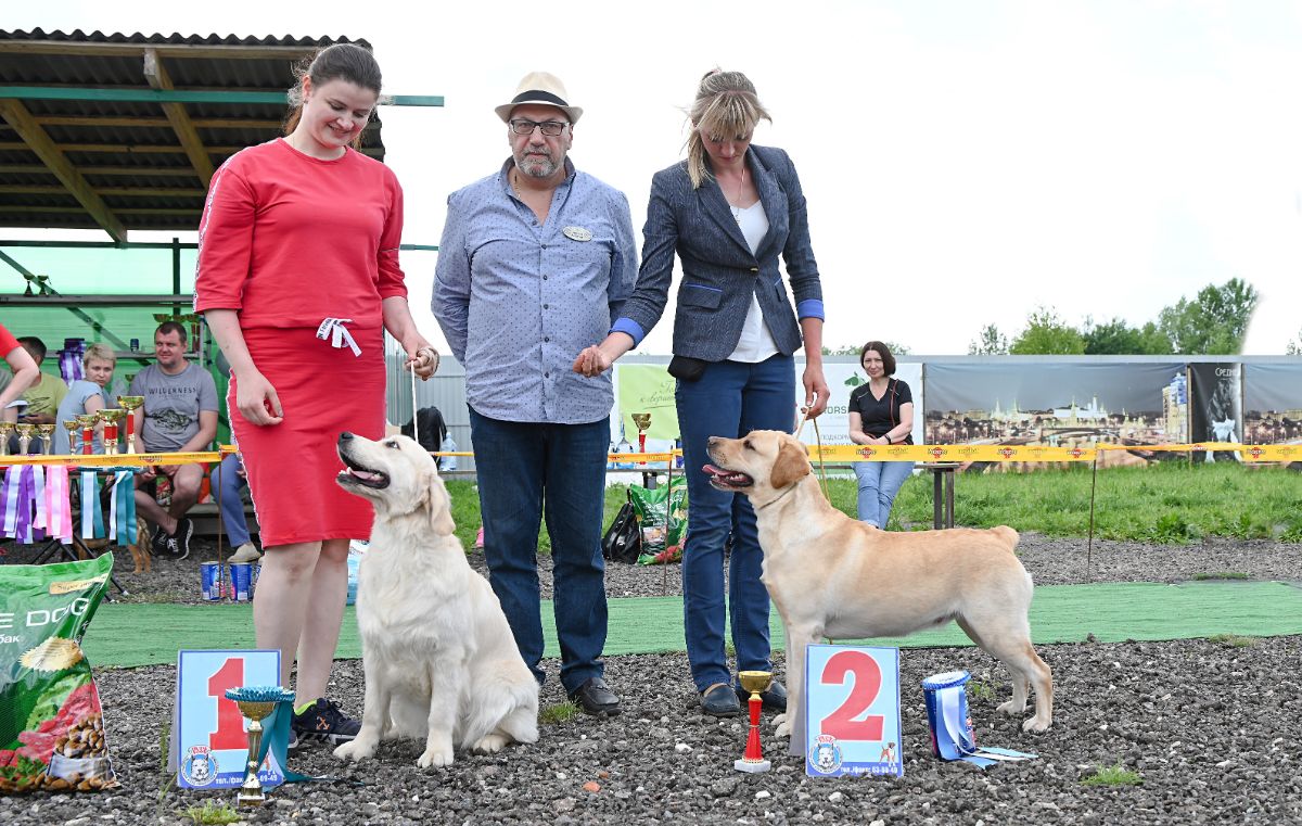 Наша выпускница голден ретривер Шелли (Русское Золото Шелен Белла)