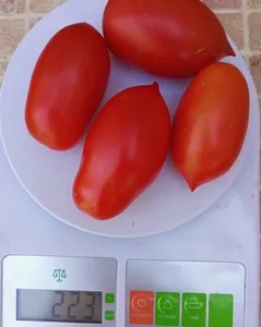 Король Гумберт