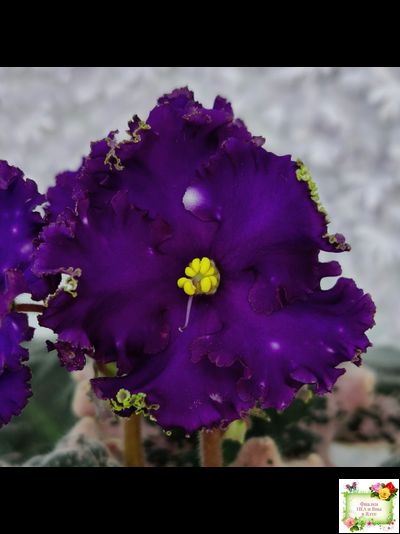 МТ-Моя Вселенная (М. Тотиева) 2023 г.