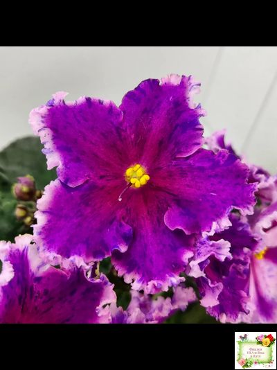 Dn-Cherchez la Femme (Д. Денисенко) 2020 г.