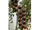 Ciliegino nero di turchia (Черная вишня Турции)