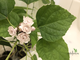 Clerodendrum philippinum / Клеродендрум филиппинский ароматный