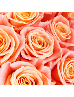 19 персиковых роз