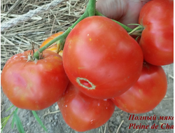 Томат Полный мякоти (Pleine de Chair, США)
