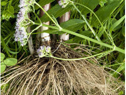 Валериана лекарственная (Valeriana officinalis) 1 мл - 100% натуральное эфирное масло