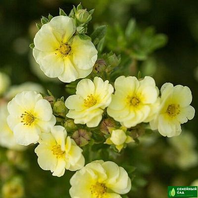 Лапчатка кустарниковая "Lemon Meringue" (Лемон Меринг)