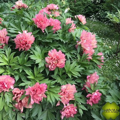 ПИОН ДРЕВОВИДНЫЙ "ХИЛЛАРИ" ИТО (хамелеон) зимовавший взрослый саженец