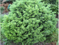 Пихта субальпийская Green Globe, C10
