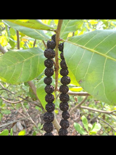 Четки из натуральной крупной Рудракши 108 бусин черные