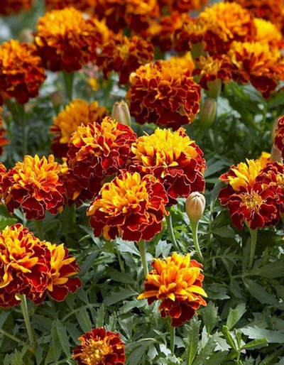 Бархатцы (Тагетис)