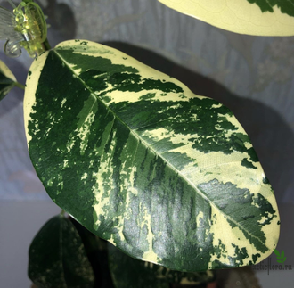 Ficus Rubiginosa variegata / фикус рубигиноза вариегатный