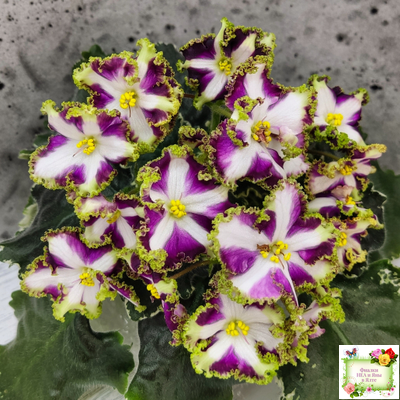 Лесной Царь (Кузина, Артемова) 2009 г. химера (стартер сорт)