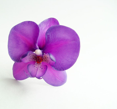 Орхидея "Ультрафиолет".