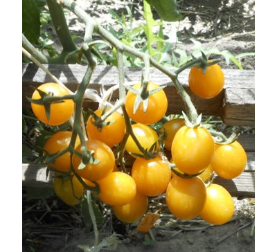 Томат Летнее солнце