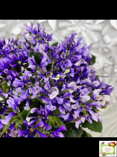 СК-Вьюнок (А.Кузнецов) (2 листа посажены в 1 стак. 24.01.26)