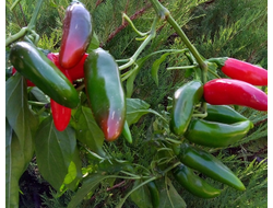 Перец острый Халапеньо ранний (Jalapeno Early)