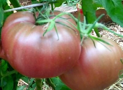 Томат Пурпурное сердце Рейнхарда (Reinhard's Purple Heart, Германия)