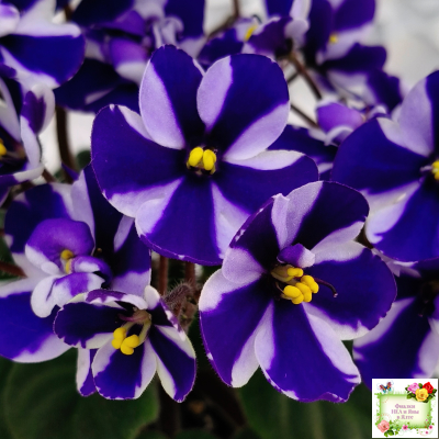 Concord (Horikoshi/Ozaki) (10/03/1992) химера (пасынок укоренённый)