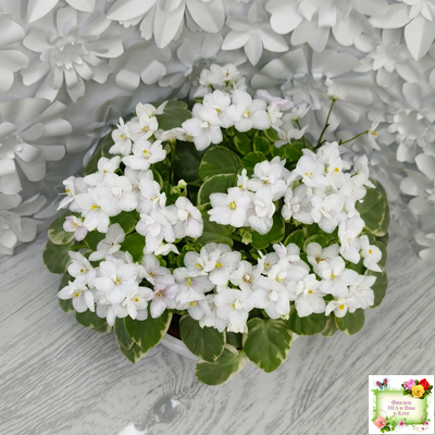 Ва-Банк (Л. Мещерякова) листовая химера (стартер сорт)