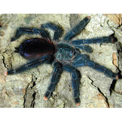 Avicularia avicularia
