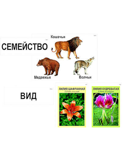 Модель-аппликация "Классификация растений и животных" (ламинированная)