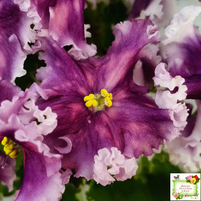 МТ-Сладкая Фантазия (М. Тотиева) 2022 г. (лист с детками укоренённый)