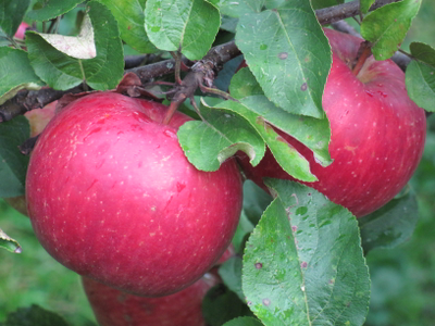Бефорест красный (яблоня)