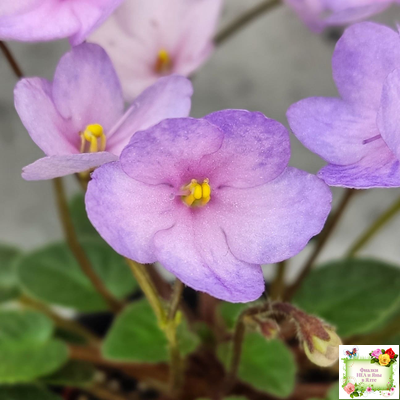 Frosted Fantasy спорт трейлер