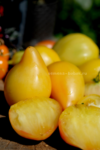 Томат Белое Сердце Софии