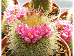 Mammillaria spinosissima (ж.дл.к) - 5 семян