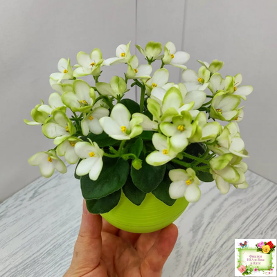 Mac's Misty Meadow (G.McDonald)