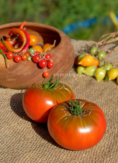 Томат Cowboy (Ковбой), 10 шт