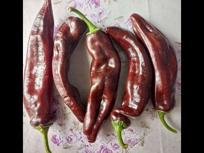 Перец сладкий Палермо шоколадный (Palermo Сhocolony, Италия)