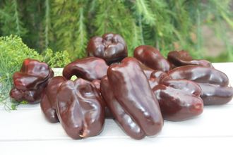 Шоколадная красавица (Chocolate Beauty), США