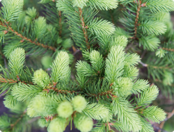 ХВОЙНЫЕ ДЕРЕВЬЯ И КУСТАРНИКИ