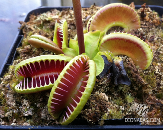 Dionaea muscipula Jaws smiley