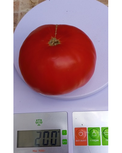 Томат Бабушкин из тайги ( усл.)