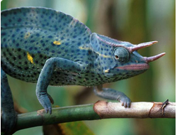 Хамелеон деременский (Chamaeleo Deremensis)