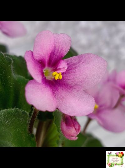 LV-Звезда в Ночи (Л. Шевелева) 2025 г. трейлер (клакамасный лонг)