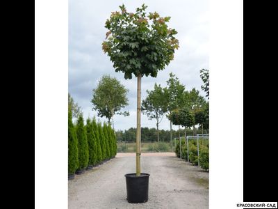 Клен остролистный Глобосум - Globosum