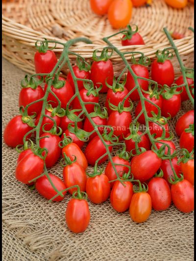 Томат Сызранские Дамские Пальчики, 10 шт.