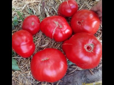 Томат Карабас-Барабас