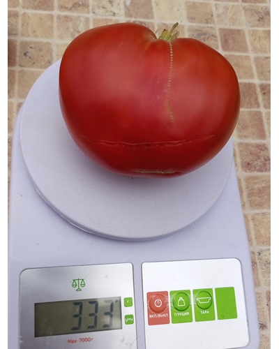 Томат Бабушкино бычье сердце