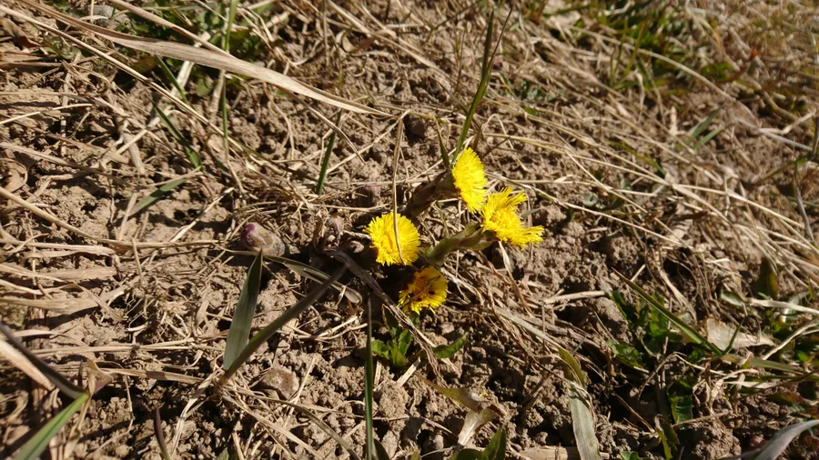 Первые признаки весны