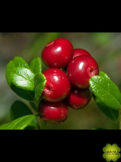 БРУСНИКА "КОРАЛЛ"