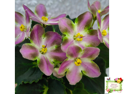 RIV-Амнезия (И. Растегаева) 2024 г.