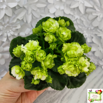 Irish Flirt (S.Sorano) (Айриш Флирт) 11/07/91