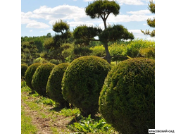 Туя Смаргад в форме шара