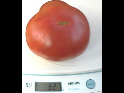 Томат Корнеевские